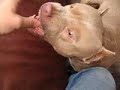 my pitbull, i love this dog