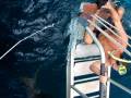 videos de Monk Seal 4