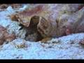 Queen_Conch-West_Bank_2-2006.09.15-2048KBs.mp4