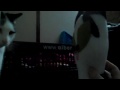 Mingus meets ploesiepoesieming
