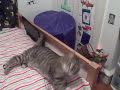 feather attack