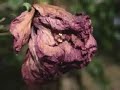 Existe só um Jardineiro que Chora