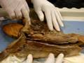 Shark Dissection Part 1