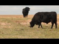 Click here to watch this video Gabe Brown: 2012 Growing Green Food Producer