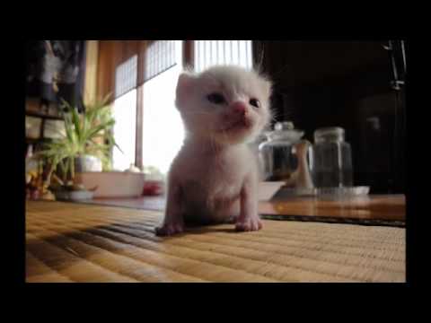 See video