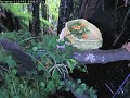 Iguana Eating