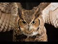In The Heat of the Night - Foul Owl
