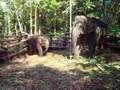 The Sweet Elephant Baby from Keral.