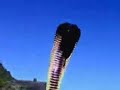 cobra in al-baha saudi arabia cobra in al-baha saudi arabia