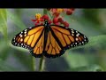 Des papillons et des fleurs par Wasfi Des papillons et des fleurs par Wasfi