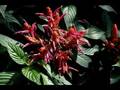 Des papillons et des fleurs par Wasfi