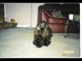 Springer Spaniel Browny