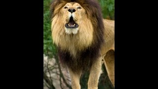 Video review ZooShaker Animal Kid Education - 2.1.2
