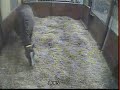Luvs at Twin Acres Ranch Foaling Luvs at Twin Acres Ranch Foaling