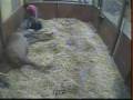 Luvs at Twin Acres Ranch Foaling