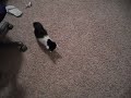 Catnip Bubbles??? CATNIP BUBBLES!!!!!!!!!!!