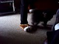 Tigger and my new slippers Tigger and my new slippers