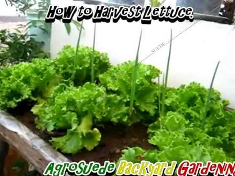 how to harvest lettuce from a garden