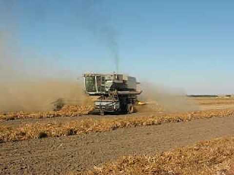 how to harvest dry beans