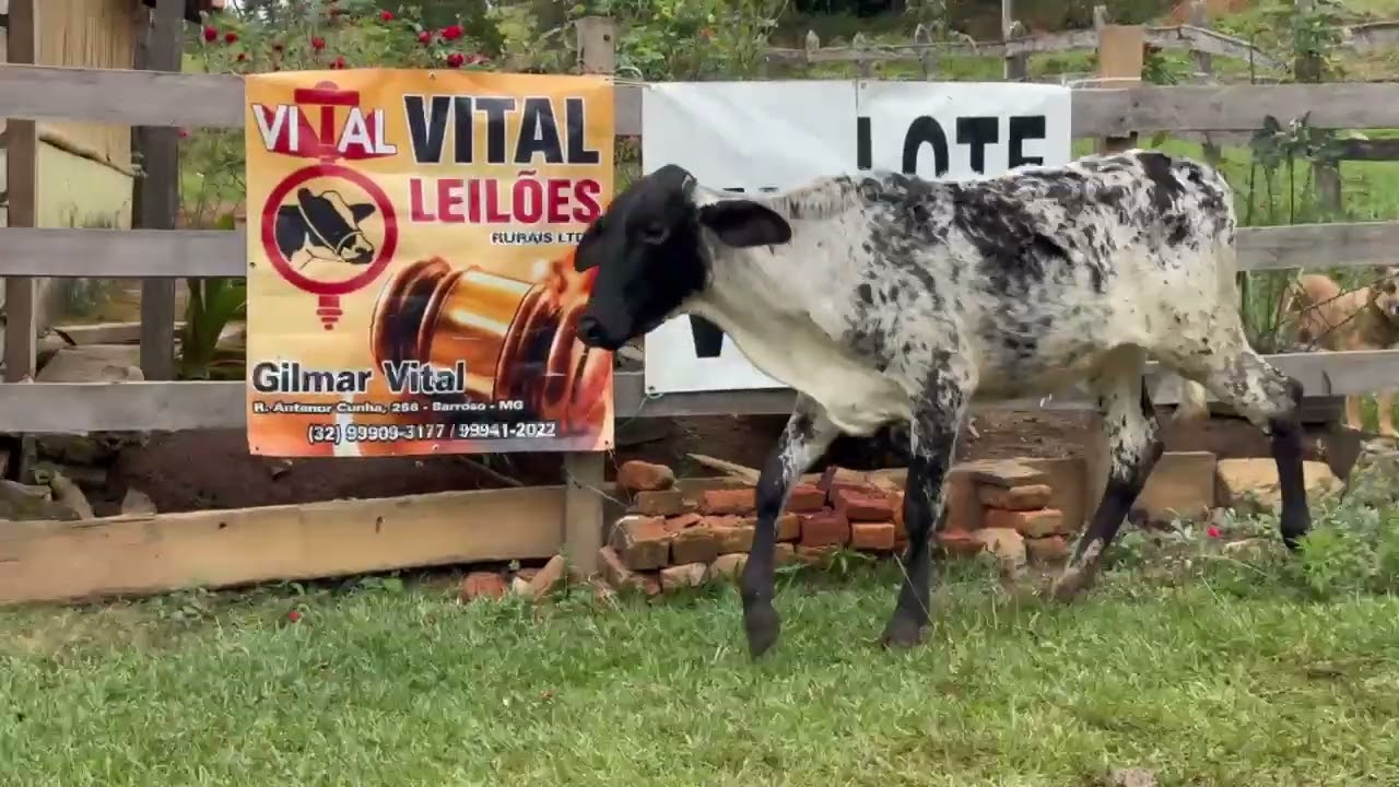 LOTE 20 - 01 BEZERRA  1/2 SANGUE;