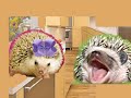 Free State Project hedgehog commercial