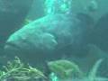 videos de GOLIAT,GUASA O JEW FISH