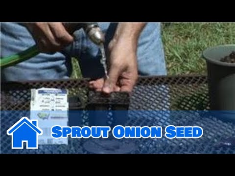 how to plant a sprouted onion