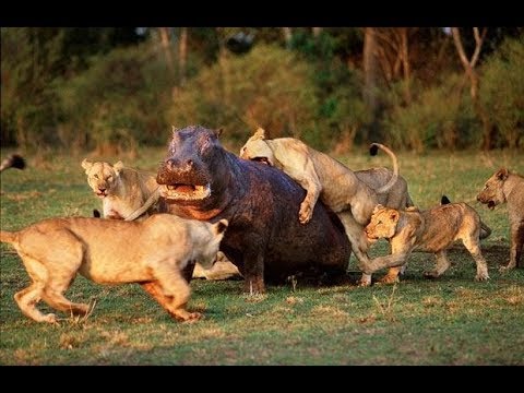 General Physics Laboratory - National Geographic Documentary - Fighting to Survive Wild Nature - Wildlife Animal Saving nature is at the very heart of what we do as WWF. For more than General Physics Laboratory - National Geographic Documentary - Fighting to Survive Wild Nature - Wildlife Animal Saving nature is at the very heart of what we do as WWF. For more than