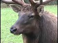 Wolves move in next to Elk