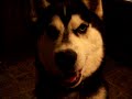 Juneau singing along to I Wanna Love You