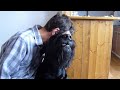 Riesenschnauzer home video
