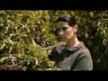 Los Limoneros | Trailer en Castellano