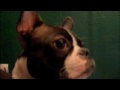 Lucy Watching Dogs 101 and Freaking Out