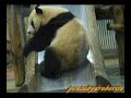 Twin Panda Cubs are going down the slide