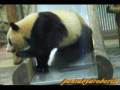 videos de Twin Panda Cubs are going down the slide