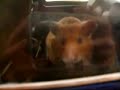 Top Gear Hamster Road Test