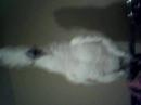 Cricket The Cockatoo; Darth Vader Impression Cricket The Cockatoo; Darth Vader Impression