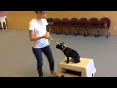 how to train boston terrier puppy