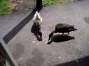 ducks @ atp