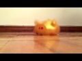 (uploaded by chinocheng)&nbsp;Slowmotion DX Stress Pig