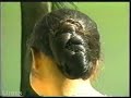 Hong braids Hoai's hair 3 times!