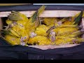 Somente 1 a cada 10 aves sobrevive ao trafico de animais.