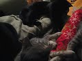 Shadow-cat wants to play!