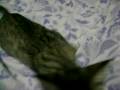 videos de Margarida pegando no pé