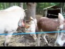 Freya cribbing Freya cribbing