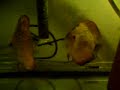 couple discus