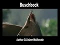 Buschbock Tiere Animals Natur SelMcKenzie Selzer-McKenzie
