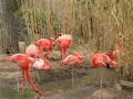Flamingos at the Rio Grande Zoo