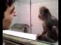 Monkey-attacks-joe-j