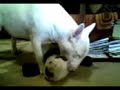 Bull terrier death grip!!